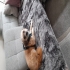 Hundepflege liebevoller  