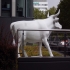 Willkommen BISTECCA  Steakhouse