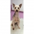 Dog Hundefriseur als Dog Hundefriseur als