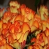 Schnittblumen Topfpflanzen
in Schnittblumen Topfpflanzen
in