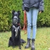 Nordpfoten Hundeschule  für