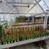 Blumen In  beim