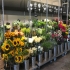 Blumen deine  jetzt