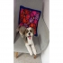 Dog Hundefriseur als Dog Hundefriseur als