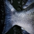 Fisch in  ein