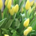 Schnittblumen Topfpflanzen
in Schnittblumen Topfpflanzen
in