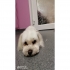 Dog Hundefriseur als Dog Hundefriseur als