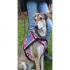 Nordpfoten Hundeschule  für